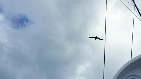 The Sargasso shearwater soars through the clouds. Stock-Footage 328300407