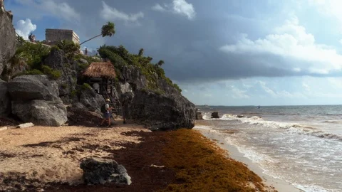 Sargasso at Tulum Stock Footage 94388833