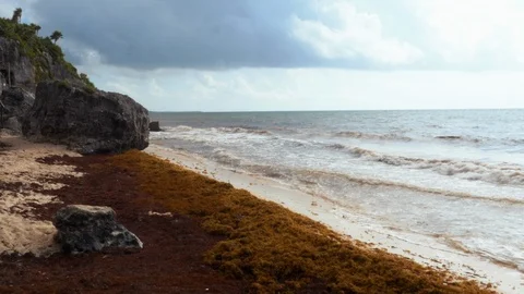 Sargasso at Tulum, Mexico Stock Footage 94387307