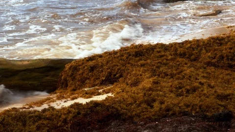 Sargasso at Tulum, Mexico Stock Footage 94388663
