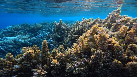 Sargassum brown algae sways on the calm waves underwater on shallow reef Video stock 337922721