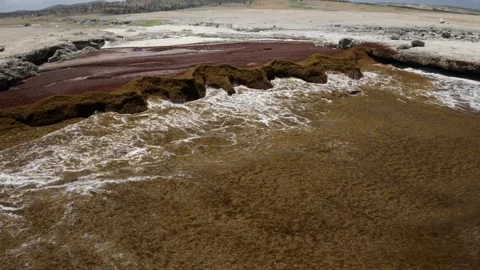 Sargassum in the ocean Video stock 245997358