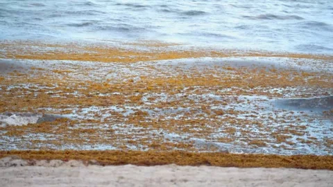 Sargassum seaweed bloom floating on ocean waves washing ashore on a sandy beach. Stock-Footage 341701101