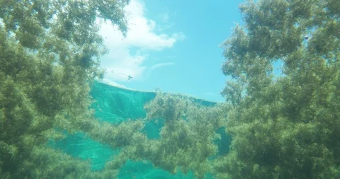 Sargassum Seaweed 库存影片 120859045