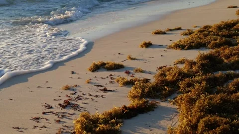 Sargassum seaweed on a sandy beach with waves at sunrise in Tulum Mexico Stock Footage 346173487