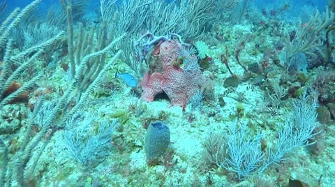 Sargassum Triggerfish Stock Footage 10711106