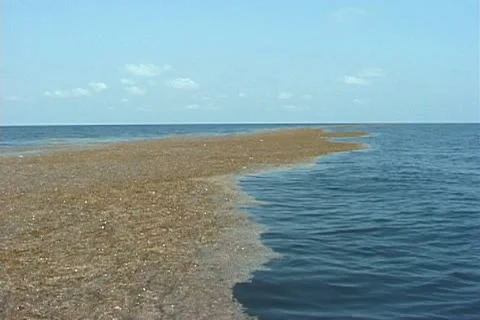 Sargassum Weed line Video stock 20716244
