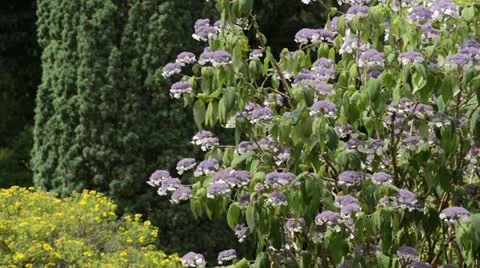 Sargent's hydrangea (Hydrangea aspera subsp. sargentiana) Stock Footage 14918914