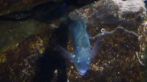 Sargo (Diplodus sargus) Stock Footage 231074783