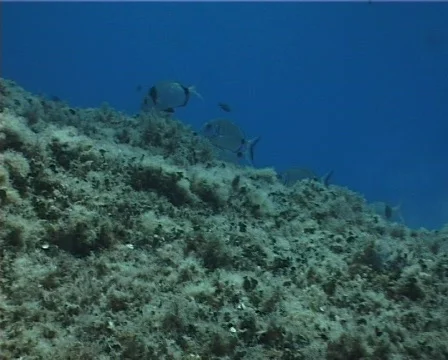 Sargo fish (C137) 動画素材 104740