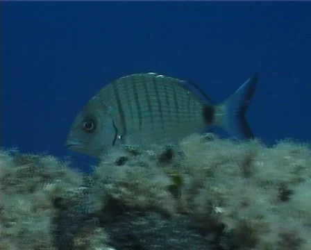 Sargo fish (C140) 動画素材 104748