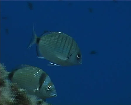 Sargo fish (C141) 動画素材 104751