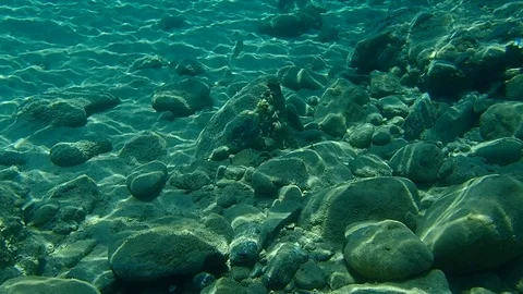 Sargo or white seabream (Diplodus sargus) Stock Footage 115513049