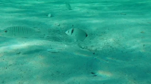 Sargo or white seabream (Diplodus sargus) undersea Stock Footage 138642456