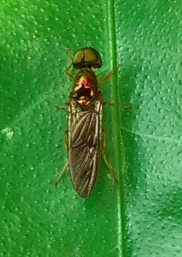Sargus Insect Sitting on a Green Leaf Foto stock