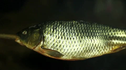 Сarp on the camp fire (close up) Stock Footage 10559432