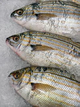 Sarpa fish placed among ice pieces on a supermarket display creates a fresh.. Stock Photos