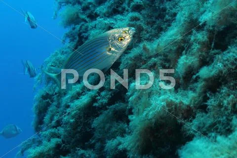 Sarpa Salpa fishes Stock Photos