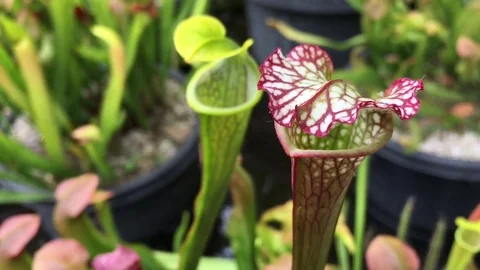 Sarracenia carnivorous flytrap plant Video stock 82727282