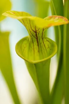 Sarracenia Stock Photos
