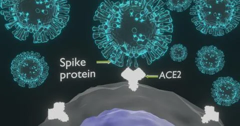 SARS cov-2 bound on target cell Illustrazione stock