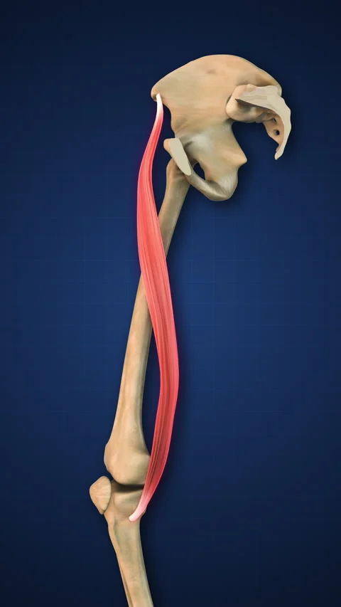 Sartorius Muscle Highlighted with Lower Stock Video Pond5