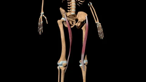 Sartorius Muscles on Skeleton 스톡 동영상 127911810