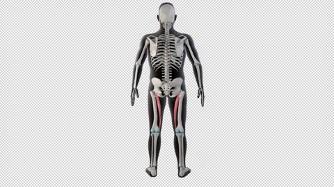 Sartorius  Muscles on Whole Human Body 스톡 동영상 301191053