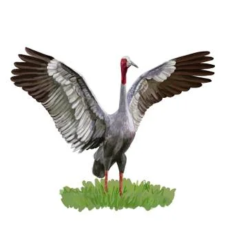 Sarus Crane bird spread the wings on green grass 库存插图
