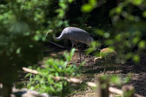 Sarus crane in an enclosure Stock Photos