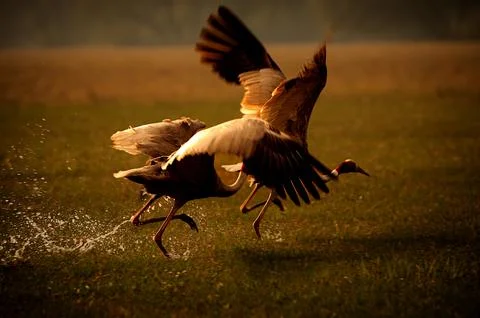 Sarus crane flapping wings against grassy background. Stock Photos