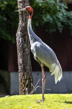 Sarus crane, Grus antigone also known as Indian sarus crane Stock Photos