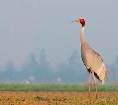 Sarus crane (grus antigone) Stock Photos
