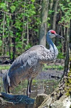 Sarus crane Stock Photos