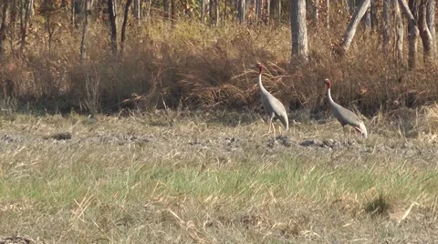 Sarus Cranes, Cambodia Stock-Footage 64803132