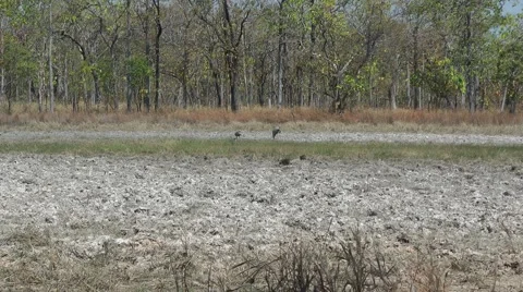 Sarus Cranes, Cambodia Stockbeeldmateriaal 64856591