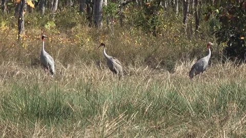 Sarus Cranes, Cambodia Stock-Footage 86218552