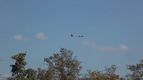 Sarus Cranes, Cambodia Stock-Footage 86218588