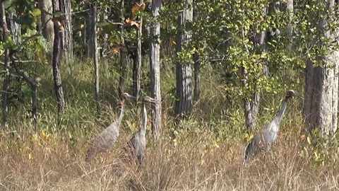 Sarus Cranes, Cambodia Video stock 86218590