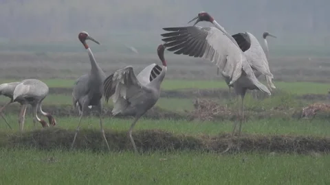 Sarus Cranes Stock Footage 159294597