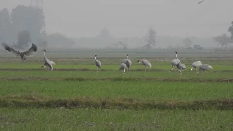 Sarus Cranes Stock Footage 159294698