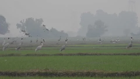 Sarus Cranes Stock Footage 159297497