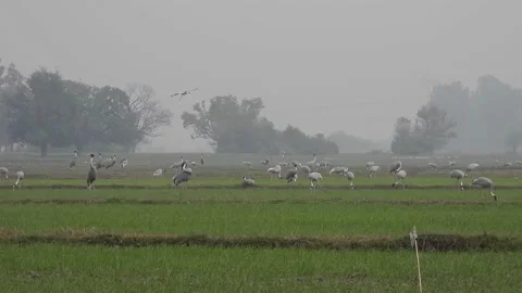 Sarus Cranes Stock Footage 159297677