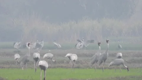 Sarus Cranes Stock Footage 159297681