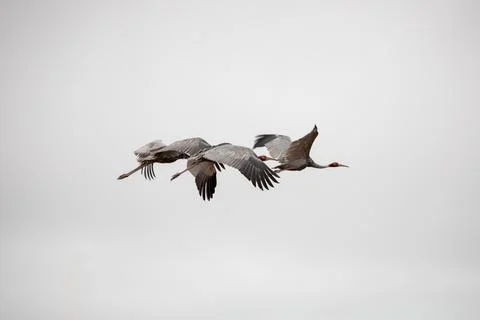 Sarus Cranes 스톡 사진