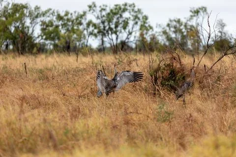 Sarus Cranes Stock Photos