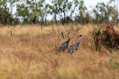 Sarus Cranes Stock Photos