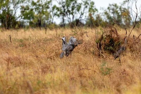 Sarus Cranes Foto stock
