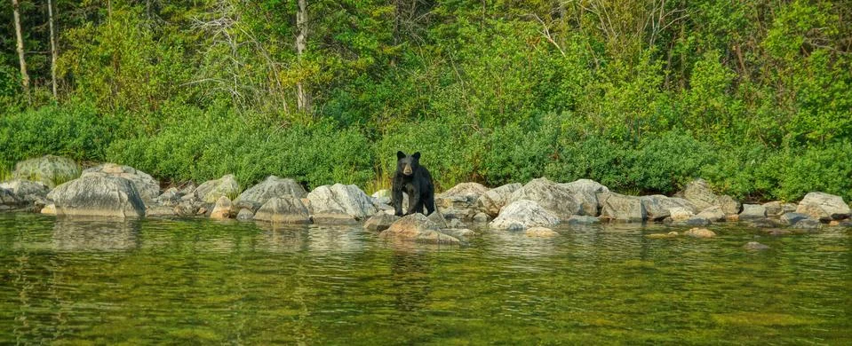 Saskatchewan Black Bear Stock Photos