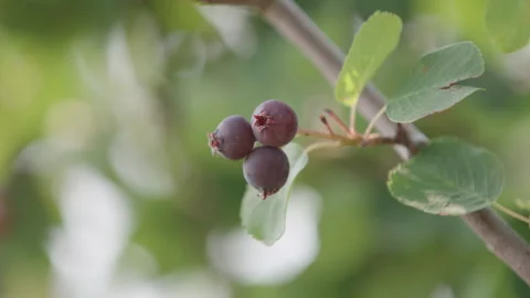 Saskatoon Berries Stock Footage 265503375